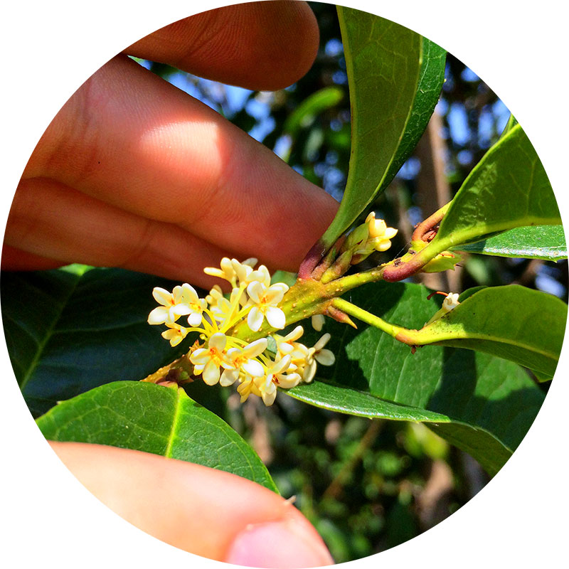 100% Natural Osmanthus Flowers